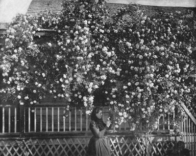 A Rose-Decked Home, det sydlige Californien, USA, c1900. af Unbekannt