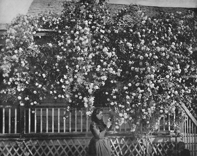 A Rose-Decked Home, det sydlige Californien, c1897. af Unbekannt