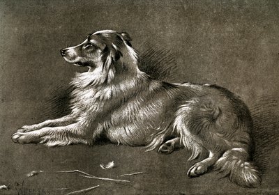 En fårehund, 1901 af Unbekannt