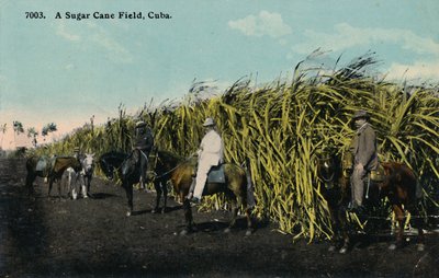 En sukkerrørsmark, Cuba, 1912. af Unbekannt