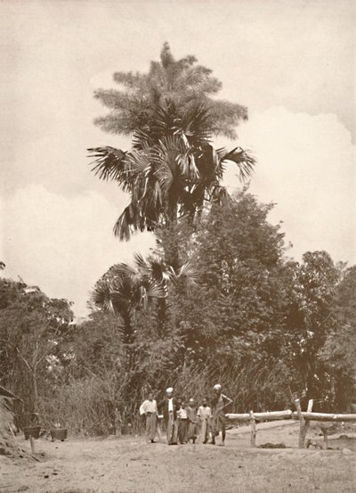 En talipot palme i blomst, 1900. af Unbekannt