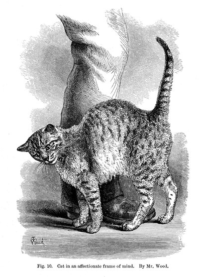 En kat i kærlig sindsstemning, fra The Expression and Emotions in Man and Animals, 1872 af Unbekannt