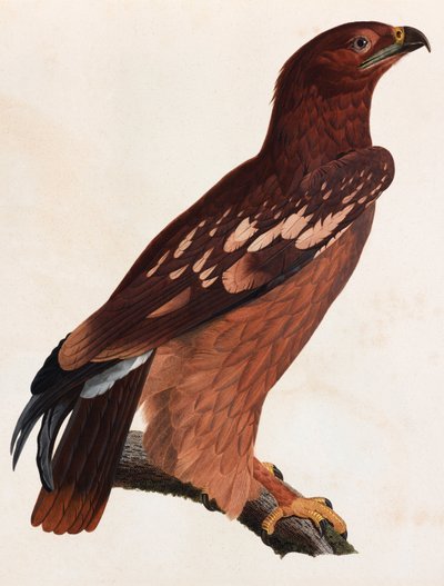 En farveillustration af en brun fugl af Unbekannt