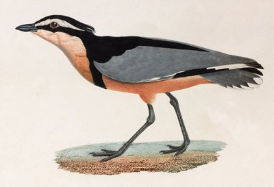 En farveillustration af en fugl af Unbekannt