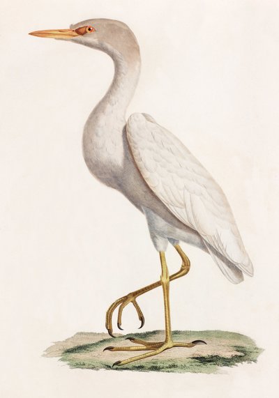 En farveillustration af en fugl af Unbekannt