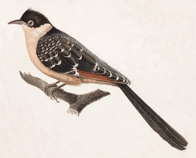 En farveillustration af en grå fugl af Unbekannt