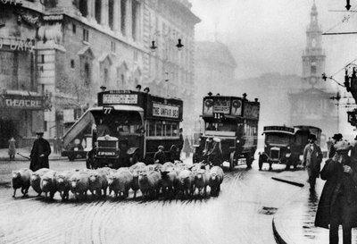 En flok får på Stranden, London, 1926-1927 af Unbekannt