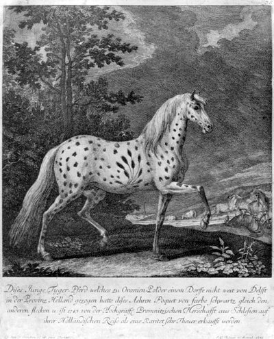En freak i farve, Tyskland, 1722 1938 af Unbekannt