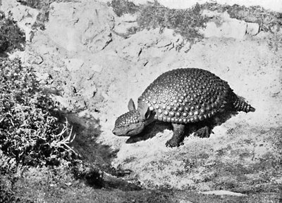 En glyptodon, det 20. århundrede af Unbekannt