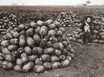 En lille pige med bunker af høstede majroer, nær Landskrona, Sverige, 1910 af Unbekannt