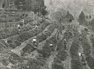 En teplantage uden for byen, Kobe, Japan, 1895. af Unbekannt