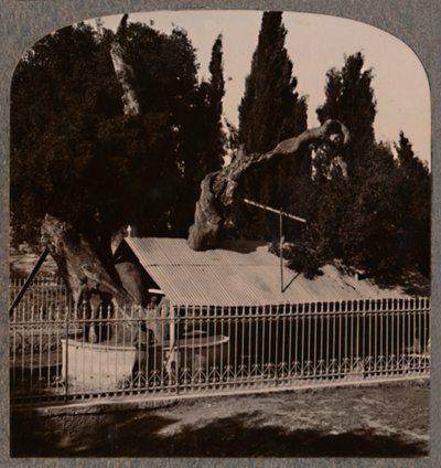 Abrahams Oak nær Hebron, c1900 af Unbekannt