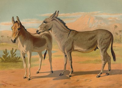 Abessinisk vild mandlig røv og kvindelig indisk onager, c1879. af Unbekannt