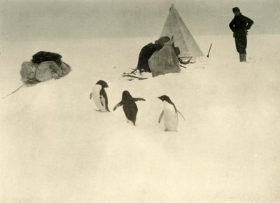 Adelie Penguins besøger en lejr c1908, 1909. af Unbekannt
