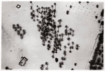Luftfoto af palmeskygger i den arabiske ørken, fra en zeppelin, 1931 1933 af Unbekannt
