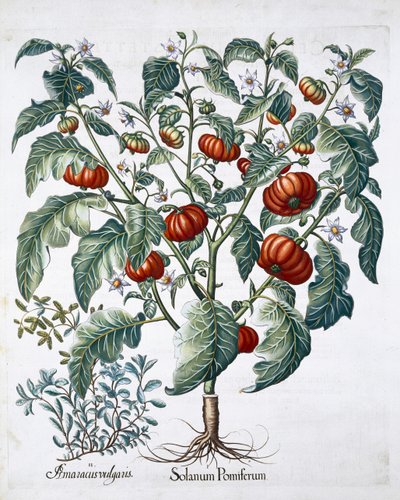 Afrikanske tomat- og merianplanter, 1613 af Unbekannt