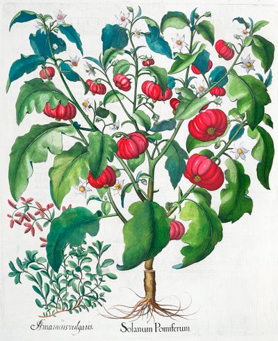 Afrikanske tomat- og merianplanter, 1613 af Unbekannt