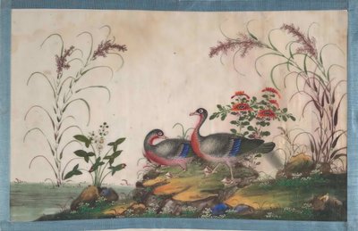 Album indeholdende tolv malerier af fugle, 1800-tallet. af Unbekannt