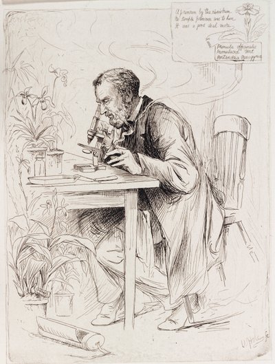 Alexander Dickson, botaniker af Unbekannt