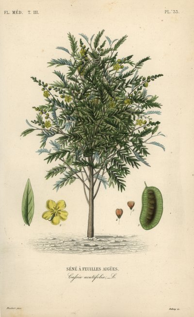 Alexandrian senna, Senna alexandrina, Cassia acutifolia, Senna a feuilles agues af Unbekannt