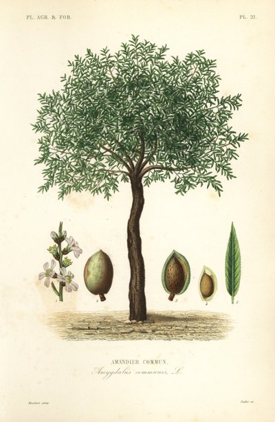 Mandeltræ, Prunus dulcis, Almindelig mandeltræ af Unbekannt