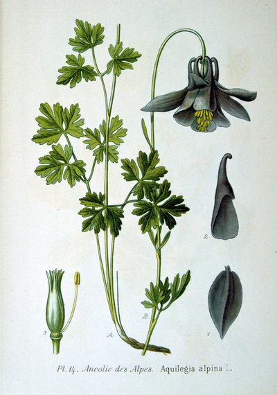 Alpine akeleje, 1893 af Unbekannt