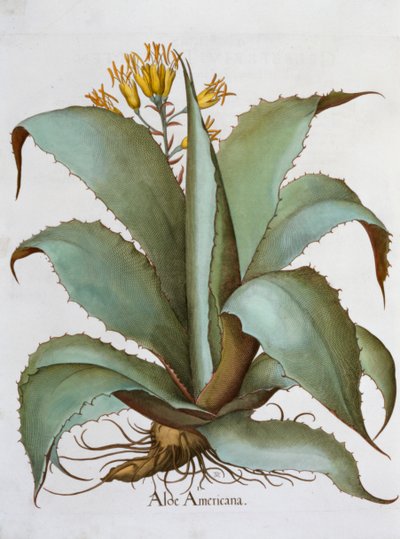 Amerikansk Aloe Aloe Americana, 1613 af Unbekannt