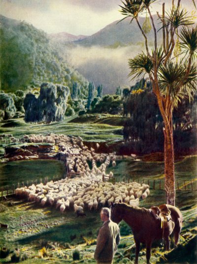 Midt i skønheden på New Zealands fårefarm, c1948. af Unbekannt