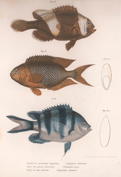 Amphiprion bifasciatus. Pomacentris pavo. Glyphisodo, ca. 1850