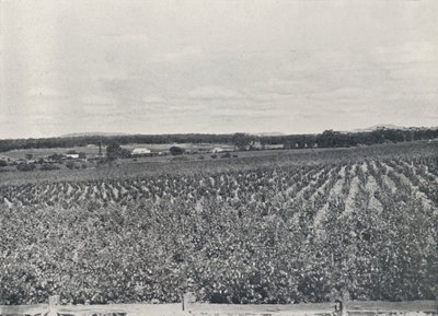 En australsk vingård, 1923. af Unbekannt