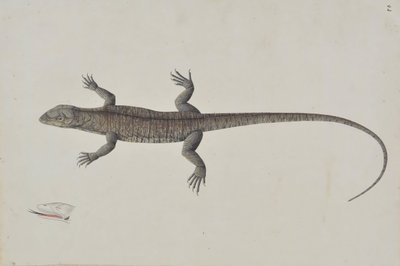 En indisk Bish-Copra Lizard, Ca. 1790. af Unbekannt