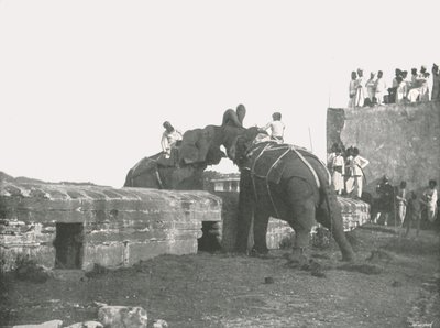 En elefantkamp, Hyderabad, Indien, 1895. af Unbekannt