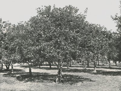 En appelsinlund nær byen, St. Augustine, USA, 1895. af Unbekannt