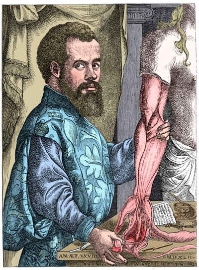 Andreas Vesalius, flamsk anatom fra det 16. århundrede af Unbekannt