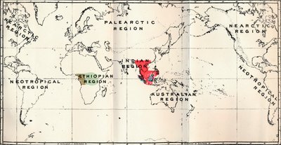 Anthropoidea - Hylobates Red, Simia Blue, Gorilla Brown, Anthropopithecus Green, 1897 af Unbekannt