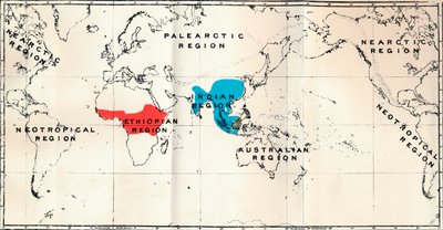 Anthropoidea - Kortfordeling Genera Semnopithecus Blue, Nasalis Brown, Colobus Red, 1897 af Unbekannt