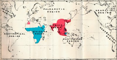 Anthropoidea - VI. Kortfordeling af forskellige arter Blå og Macacus Rød, 1897 af Unbekannt