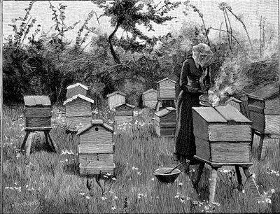 Bigård af træstader, Lismore, Irland, 1890 af Unbekannt