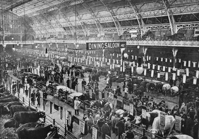 På Smithfield Club kvægudstilling, Agricultural Hall, Islington, London, 1902 1903 af Unbekannt