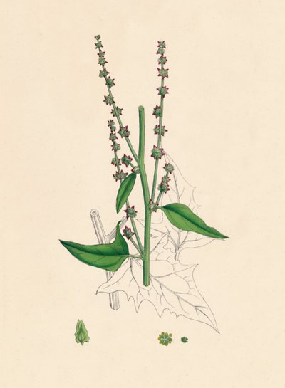 Atriplex Smithii. Smiths Orache, 1800-tallet af Unbekannt