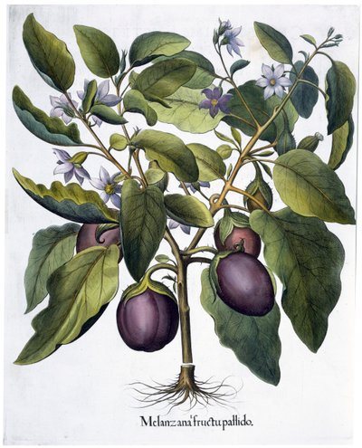Aubergine, 1613 af Unbekannt