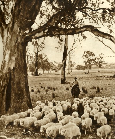 Australien - En chauffør med nogle af sine anklager på en fårestation i staten Victoria, c1948. af Unbekannt