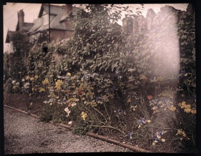 Autokrom af blomster, c 1908 af Unbekannt