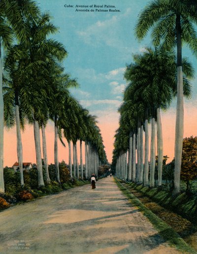 Avenue of Royal Palms, Cuba, c1920 af Unbekannt