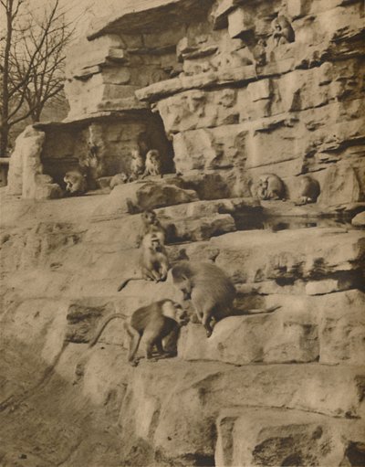 Bavianer i deres naturlige omgivelser på Monkey Hill, c1935. af Unbekannt