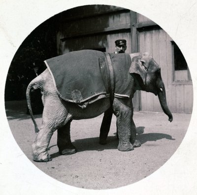 "Elefantunge i zoologisk have", vers 1890 af Unbekannt