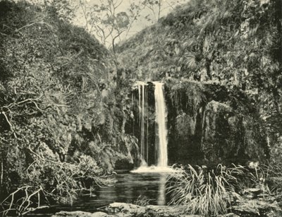 Back Creek Falls, Buchan River, Victoria, 1901. af Unbekannt