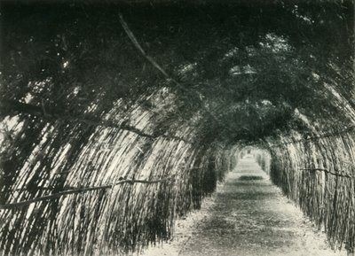 Bamboo Avenue ved Barrackpore, 1904, 1925. af Unbekannt