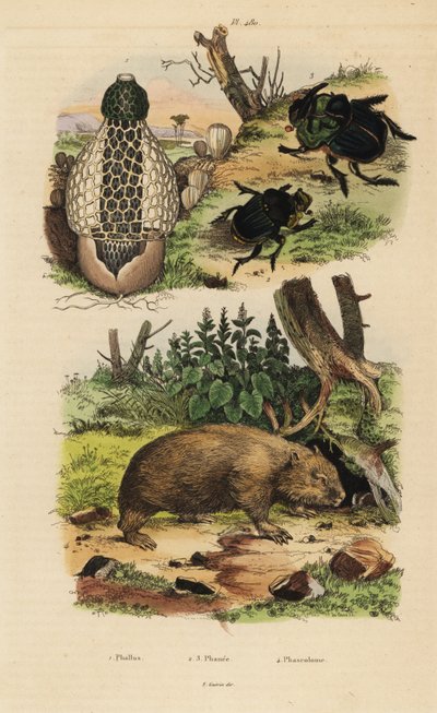 Bambussvamp, Phallus indusiatus 1, skarabé-møgbiller, Coprophanaeus ensifer 2 og Diabroctis mimas 3 og almindelig vombat, Vombatus ursinus 4 af Unbekannt