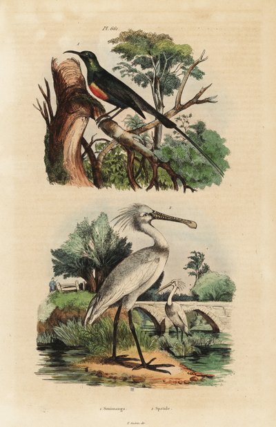 Smuk solsort, Cinnyris pulchella og almindelig skestork, Platalea leucorodia af Unbekannt